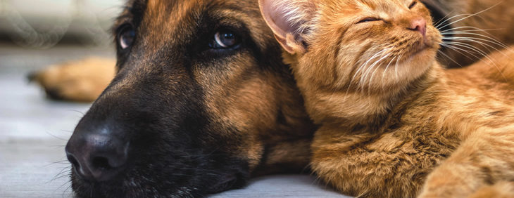Pet Urns by HTW - Urns for pets, dogs, cats, loss, death, jewelry, ashes, retail, wholesale, minnesota, united states, vet clinic, veterinarian, family pets,